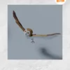 Flying Owl 3D Papercraft Template, Low Poly DIY Model
